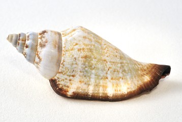 Shell