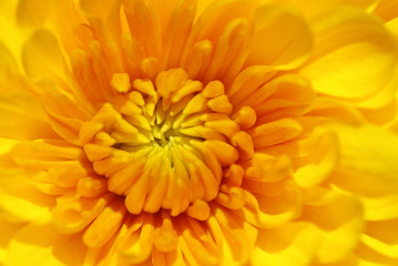 Background of yellow fleur.