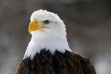 American Bald Eagle