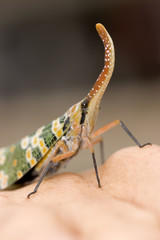 Big Nosed Insect