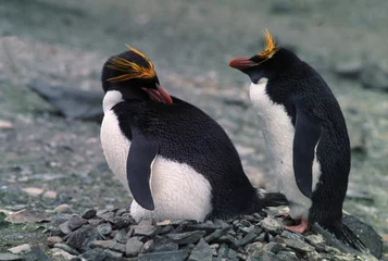 Foto op Plexiglas Macaroni Penguin © leksele
