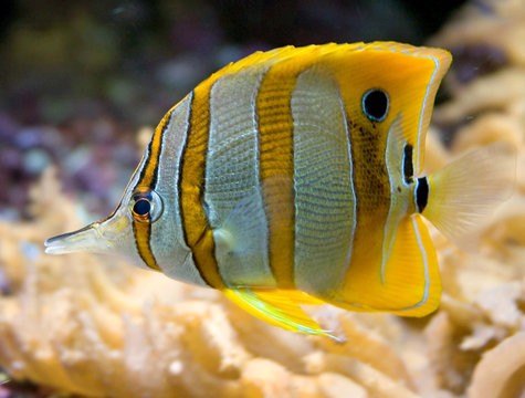 Poisson-papillon de Copperband 1