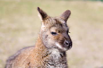 Brown Wallaby