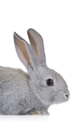 Easter bunny isolated on white background