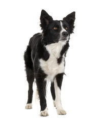 Border Collie (2 years)