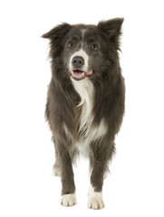 Border Collie (2 years)