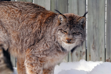 Canada Lynx