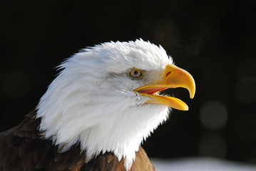 American Bald Eagle