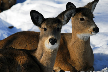 White-tailed deer 