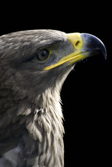 hawk