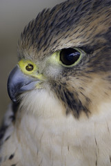 falcon lanner