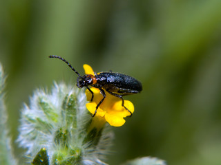 P3061228-AZ Beetles