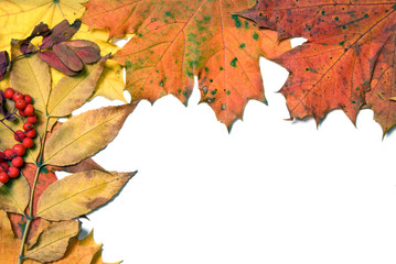 Autumn leaves