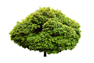Fototapeta premium isolated green tree 