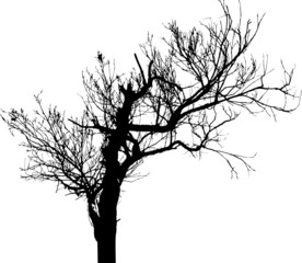 Isolated tree - 17. Silhouette