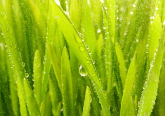 Close-up shot of green grass with rain drops on it