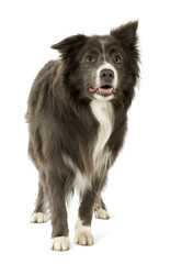 Border Collie (2 years)