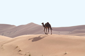 Fototapeta na wymiar Wielbłądy na pustyni 10