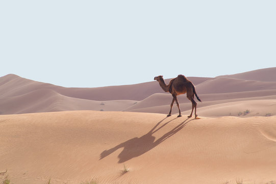 camels in the desert 8