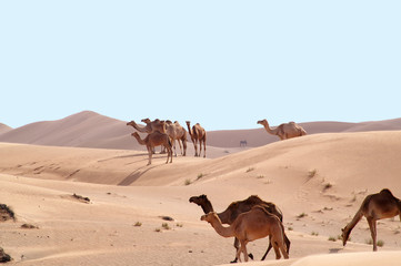 camels in the desert 4