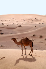 camels in the desert 3