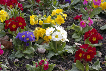 plantations de géraniums