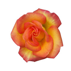 Obraz na płótnie Canvas Alpine rose
