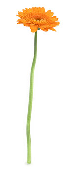 Fototapeta single gerbera flower