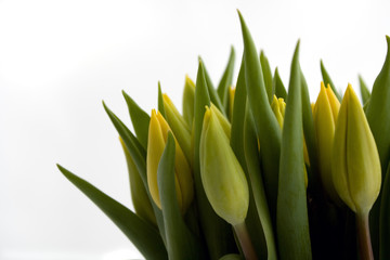 fresh yellow tulips