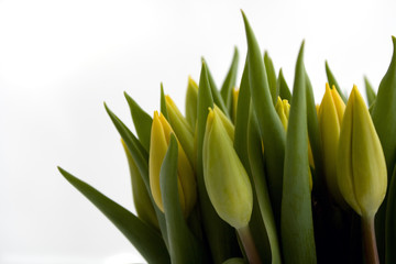 Obraz premium fresh yellow tulips