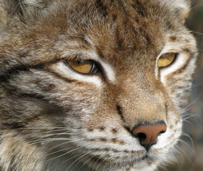 Lynx wild cat close up 