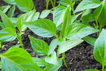 green leaf of pepper