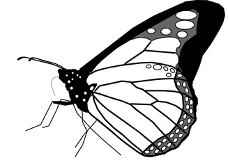 Papillon butterfly MONARCH black noir 010 © Vector Art Design