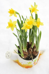 Daffodil flowerpot in snow