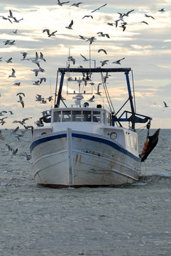 bateau de p&ecirc;che port oiseau
