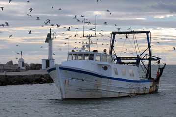 bateau de pêche port oiseau