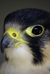 peregrine falcon