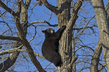 Black bear cub climbing tree