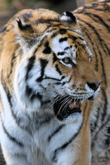 tigre