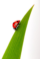 coccinelle