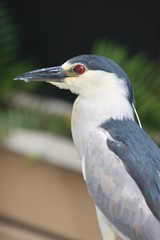 Fototapeta premium SMALL HERON