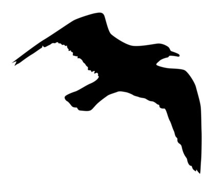 black seagull silhouette flying on white background clip art preview