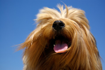 portrait of Yorkshire terrier