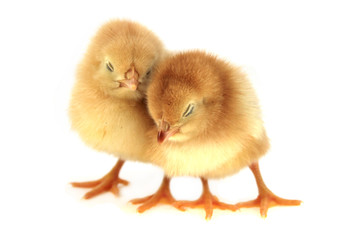 Fototapeta premium yellow chickens