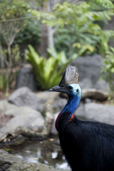 Cassowary (casuarius)