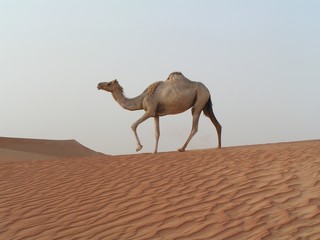 lone camel