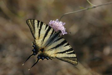 Segelfalter - Iphiclides podalirius