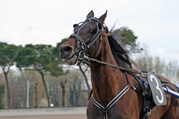 an horse race in Italy
