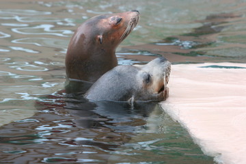 SWIMMING SEAL