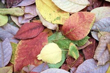 Fototapeta na wymiar autumn leaves 2